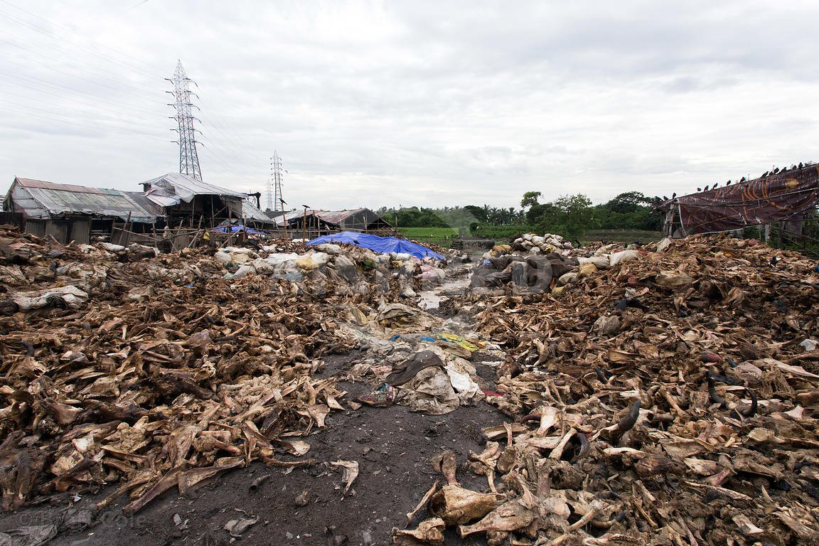 Slaughterhouse waste being processed