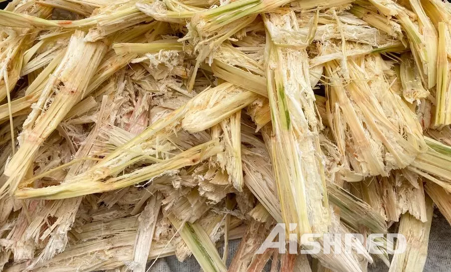 Sugarcane Bagasse