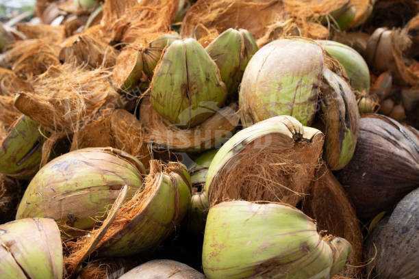 Coconut Husks