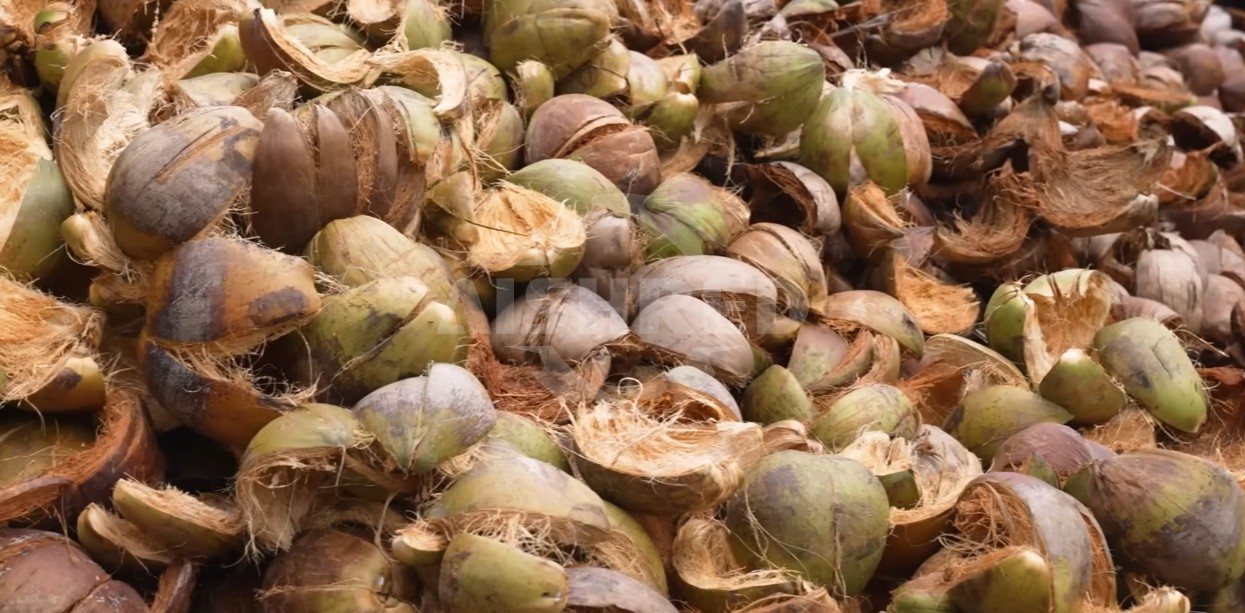 Coconut shell
