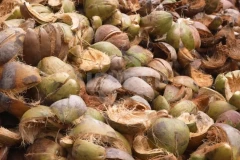 Coconut Shell Crusher Comparison: Twin Shaft Shredder vs Hammer Mill for Carbonization Preparation