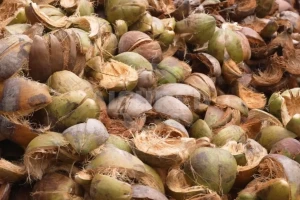 Coconut Shell Crusher Comparison: Twin Shaft Shredder vs Hammer Mill for Carbonization Preparation