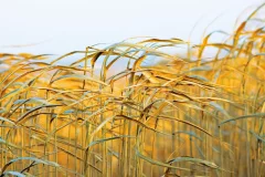 GD Series Double Shaft Shredder—Biomass Shredding Expert for Paddy Straw & Napier Grass