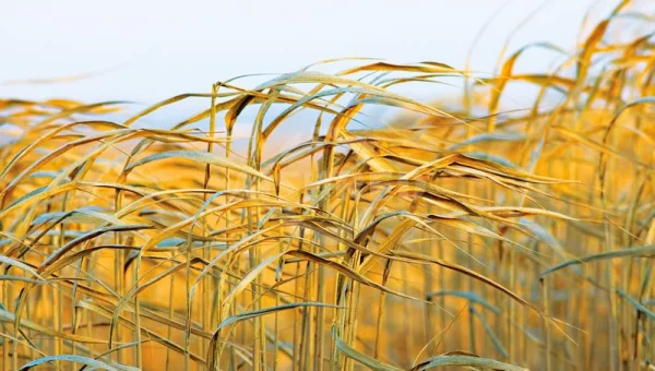 GD Series Double Shaft Shredder—Biomass Shredding Expert for Paddy Straw & Napier Grass