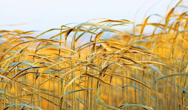 GD Series Double Shaft Shredder—Biomass Shredding Expert for Paddy Straw & Napier Grass