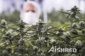 https://www.aishred.com/dm-content/uploads/fyew2udn498r.webp