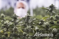 https://www.aishred.com/dm-content/uploads/fyew2udn498r.webp