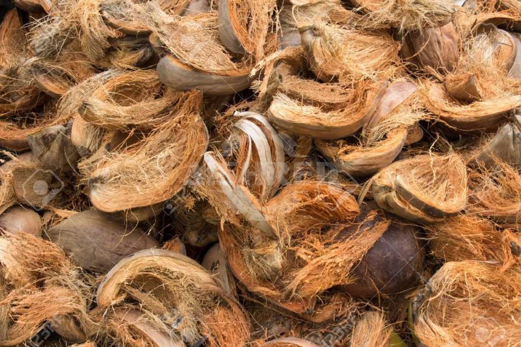 Palm Shell