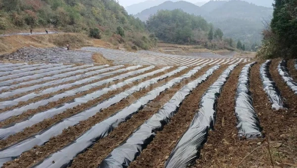 GEP ECOTECH的創新解決方案應對農膜回收挑戰，促進永續農業