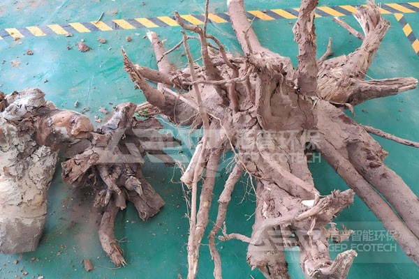 Waste Tree Root Raw Material