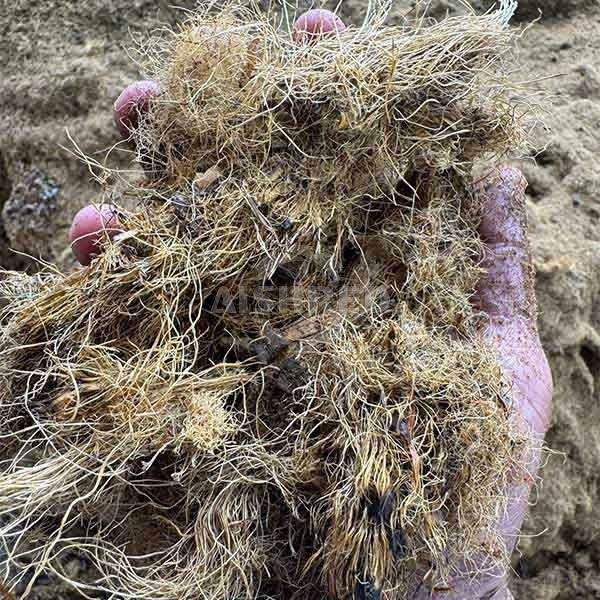 Oil Palm Fiber