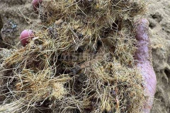 Wet Oil Palm Fiber Shredder from GEP ECOTECH