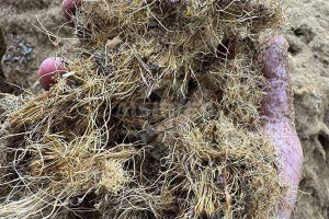Wet Oil Palm Fiber Shredder from GEP ECOTECH