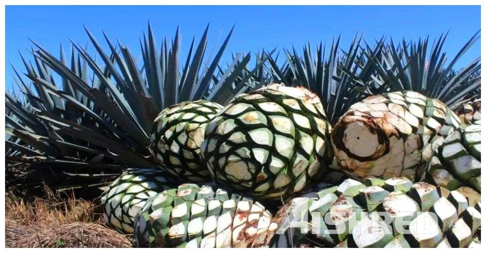 Agave 