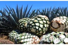 AIShred Shredders Play an Important Role in Converting Agave Waste into Solid Biofuels