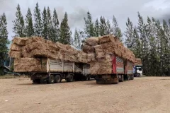 Maximizing the Use of Biomass Straw with a Pre-Treatment Shredding System