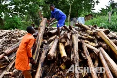 AIShred Organic Shredder Turn Banana Tree Waste into Values