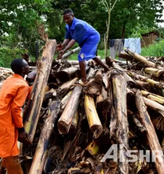 AIShred Organic Shredder Turn Banana Tree Waste into Values