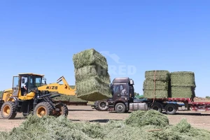 GEP ECOTECH Biomass Pelletization Lines: Your Custom Solution for High-Quality Biofuel Production